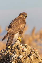 Common Buzzard (Buteo buteo) soaring and perched &ndash; detailed wildlife raptor portrait