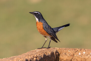 Stonechat Perched on Rock &ndash; Wildlife Bird Photography