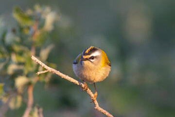 R&uuml;ppell&rsquo;s Warbler Perched on Branch &ndash; Detailed Wildlife Bird Portrait