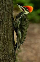 red billed hornbill