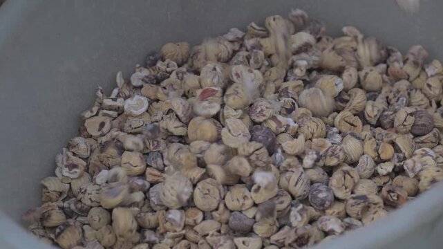Battitura delle castagne