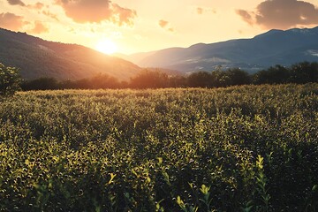 Obraz premium Golden sunset over lush berry field high resolution picture