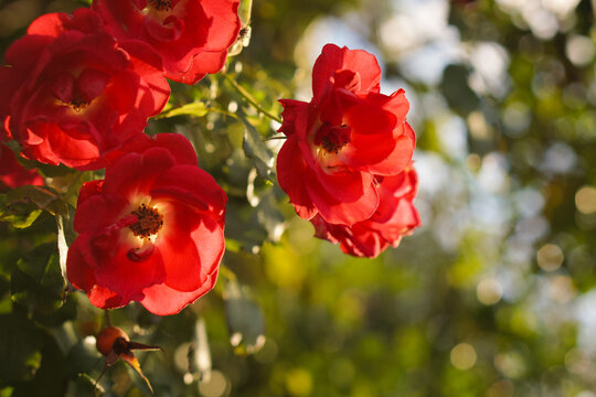 red flowers in the garden - Powered by Adobe