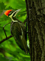 black capped kingfisher