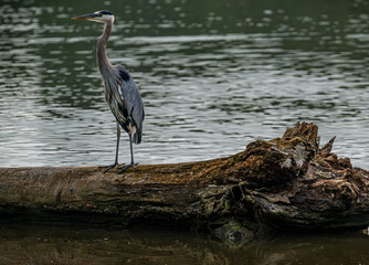 Naklejka premium great blue heron