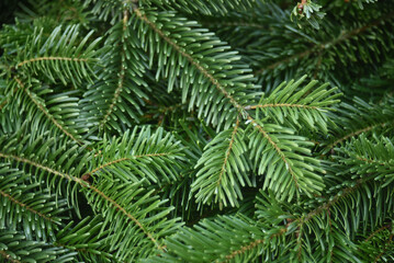 closeup of fir branches for a christmas decoration