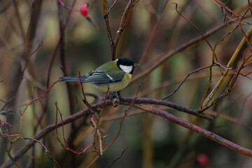sensitive bird resting in garden habitat, perched tit amidst thorny branches in suburban landscape