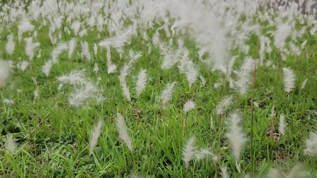 White fluffy grass swaying softly in a breezy green field. Gentle motion of white grass plumes in lush natural meadow. Fluffy wild grass blowing gracefully across green landscape