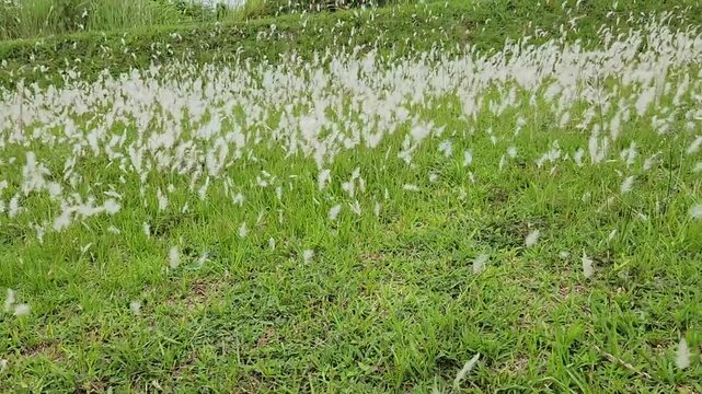 White fluffy grass swaying calmly across a lush green field. Soft white grass plumes dancing gently in open meadow. Fluffy wild grass blowing smoothly in bright outdoor nature