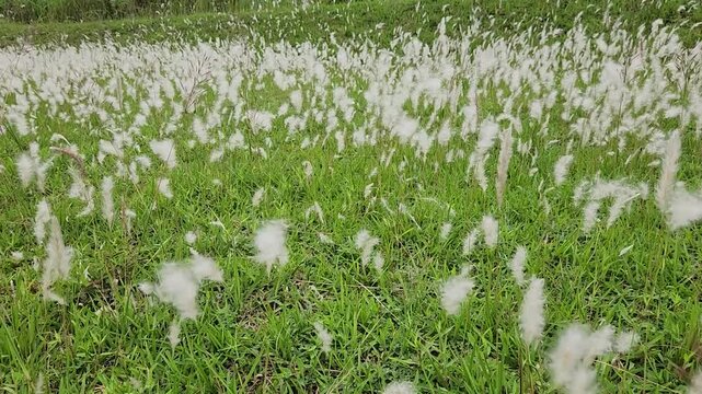 White fluffy grass swaying softly across a bright green meadow. Soft white plume grass dancing gently in natural open field. Fluffy wild grass blowing calmly over lush green landscape