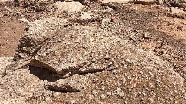 Brachina Gorge Geological Trail: Close-Ups of Ancient Rock Formations and Earth's History in the Flinders Ranges