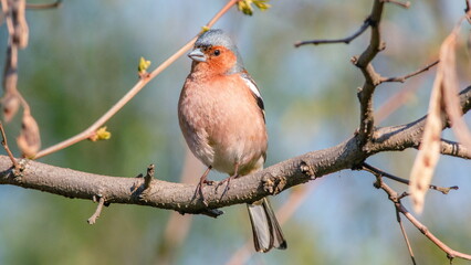 robin on branch