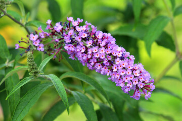 Buddleja davidii is blooming in the garden