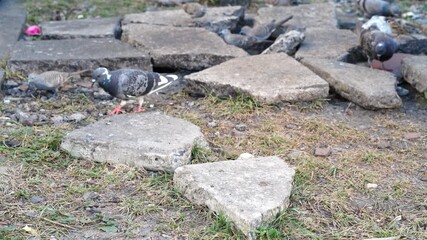Pigeons Foraging on Broken Concrete Slabs Surrounded by Grass, Showcasing Urban Wildlife and Natures Blend with Human Made Structures in Outdoor Environment