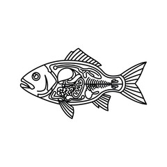 Fish Anatomy Diagram Outline Illustration