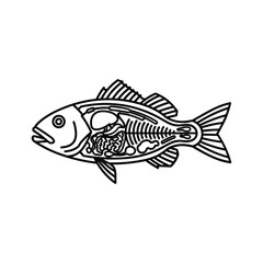 Fish Anatomy Diagram Line Art