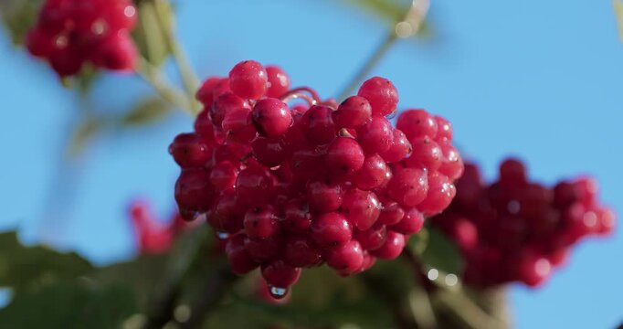 Close-up of Viburnum opulus berries on a branch with dew drops against a bright blue sky. Fresh red fruits, ideal for eco-farm, healthy food, gardening, and organic content. Camera goes out of focus