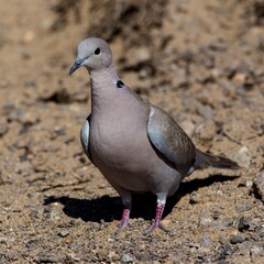 Eurasian Collared Dove (Streptopelia decaocto) in a desert area on Fuerteventura, Canary Islands, Spain.