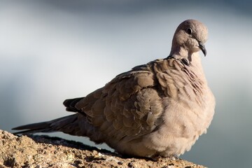 Eurasian Collared Dove (Streptopelia decaocto) in southeast Fuerteventura, Canary Islands, Spain.
