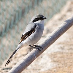 Iberian Grey Shrike (Lanius meridionalis), in the center of the island of Fuerteventura, Canary Islands, Spain.