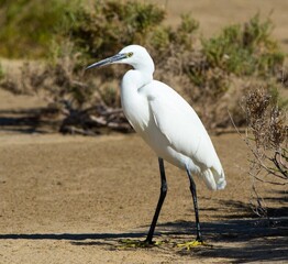 Little Egret (Egretta garzetta) Fuerteventura, Canary Islands, Spain.
