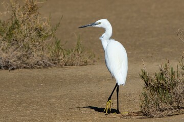 Little Egret (Egretta garzetta) at the coast of southeastern Fuerteventura, Canary Islands, Spain.