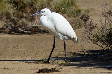 Little Egret (Egretta garzetta) Fuerteventura, Canary Islands, Spain. 