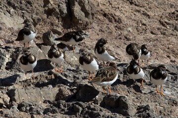 Fototapeta premium Ruddy Turnstone (Arenaria interpres) in winter-plumage, at Fuerteventura, Canary Islands, Spain.