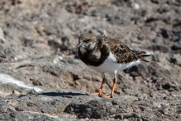 Ruddy Turnstone (Arenaria interpres) in winter-plumage, at Fuerteventura, Canary Islands, Spain.
