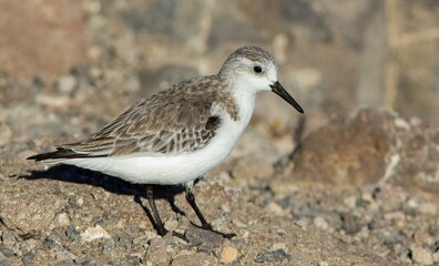 Sanderling (Calidris alba) in winter-plumage, at Fuerteventura, Canary Islands, Spain.