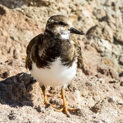 Ruddy Turnstone (Arenaria interpres) in winter-plumage, at Fuerteventura, Canary Islands, Spain.