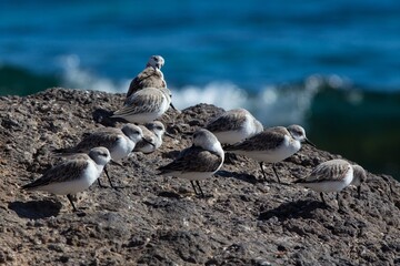Sanderling (Calidris alba) in winter-plumage, at Fuerteventura, Canary Islands, Spain.