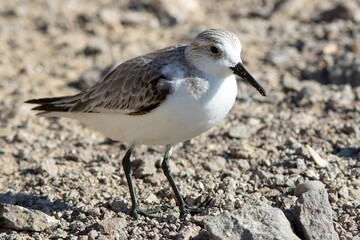 Sanderling (Calidris alba) in winter-plumage, at Fuerteventura, Canary Islands, Spain.