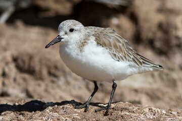 Sanderling (Calidris alba) in winter-plumage, at Fuerteventura, Canary Islands, Spain.