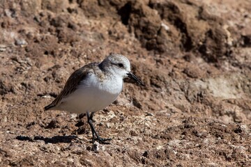 Sanderling (Calidris alba) in winter-plumage, at Fuerteventura, Canary Islands, Spain.