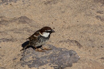 Spanish Sparrow (Passer hispaniolensis) adult male, at Fuerteventura, Canary Islands, Spain.