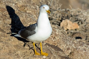 Yellow-legged Gull (Larus michahellis) adult, at the east coast of Fuerteventura, Canary Islands, Spain.