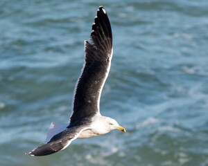 Yellow-legged Gull (Larus michahellis) adult, flying at the east coast of Fuerteventura, Canary Islands, Spain.