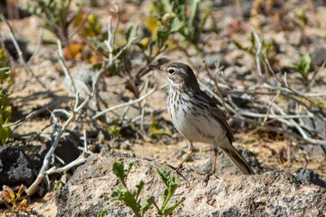 Berthelots Pipit (Anthus berthelotii), on the island of Fuerteventura, Canary Islands, Spain.