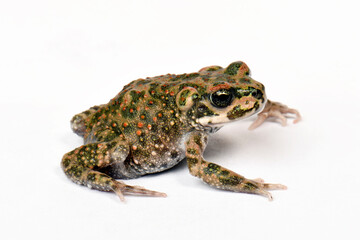 Brongersma's toad // Atlaskröte (Barbarophryne brongersmai) - distributed in Algeria and Morocco