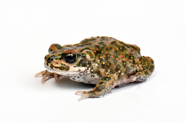 Brongersma's toad // Atlaskröte (Barbarophryne brongersmai) - distributed in Algeria and Morocco