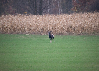Stado muflon&oacute;w wraz z danielem