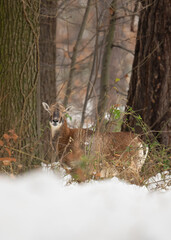 Owca muflona w zimowym lesie. Portret muflona.