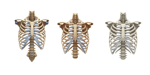 Three detailed anatomical human rib cage skeletons displayed side by side against a stark black background for medical illustration