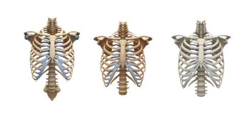 Three detailed anatomical human rib cage skeletons displayed side by side against a stark black background for medical illustration