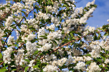 Deutzia blooms in nature