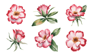 Watercolor adenium florals isolated on white background. 