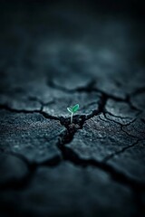 Fototapeta premium A closeup view of dry, cracked earth that showcases the remarkable perseverance of nature in challenging conditions