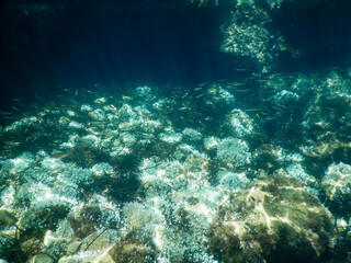 Fototapeta premium mediterranean underwater sea life