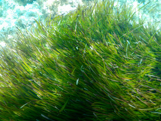 mediterranean underwater sea life